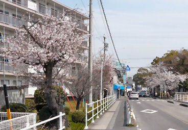 cherry blossoms at nikke.jpg